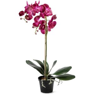 Mr. Plant iso orkidea