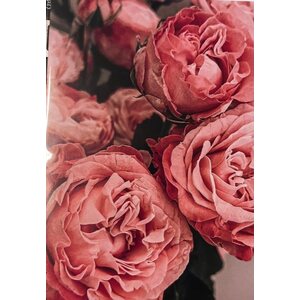 Sköna ting postikortti ja kuori roosanvärisiä ruusuja