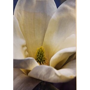 Sköna ting postikortti vaalean magnoliankukan kuvalla