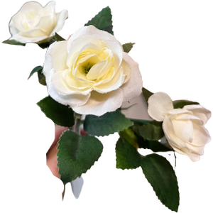 Mr. Plant rose