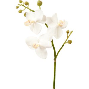Mr. Plant Valkoinen orkidea oksa