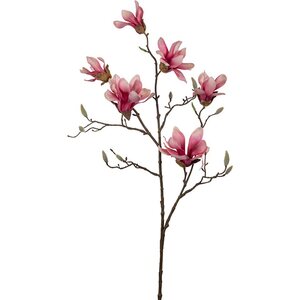 Mr. Plant Roosa magnolia