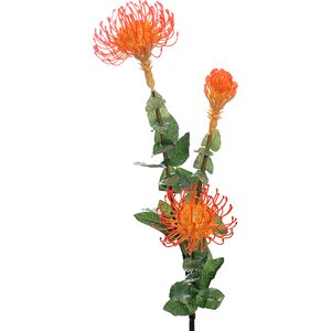 Mr. Plant Oranssi protea