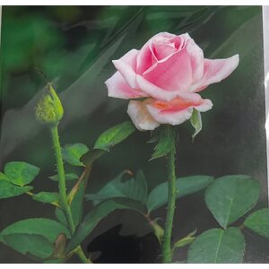 Sköna ting postikortti ja kuori vaaleanpunainen ruusu