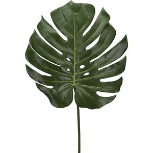 Mr. Plant Peikonlehti, 60 cm