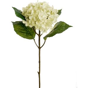 Mr. Plant Valkoinen hortensia