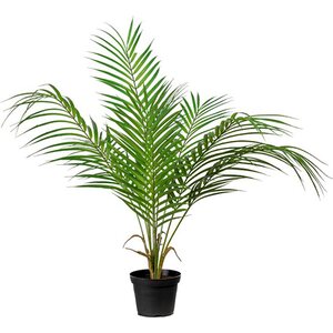 Mr. Plant Vuoripalmu, 55 cm