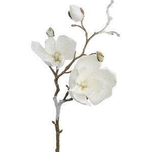 Mr. Plant Magnolia oksa