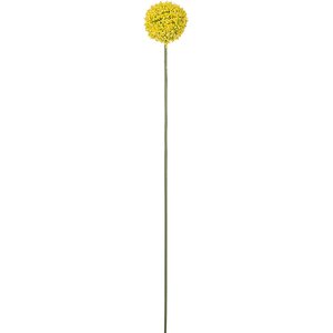 Mr. Plant Kraspedia keltainen pallokukka