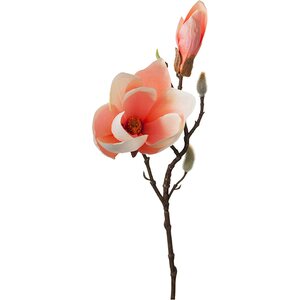 Mr. Plant Lohenpunainen magnolia