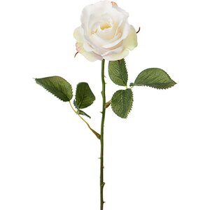 Mr. Plant Valkoinen ruusu