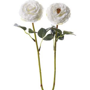 Mr. Plant valkoinen avonainen ruusu