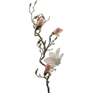 Mr. Plant vaalea pitkä magnolia oksa