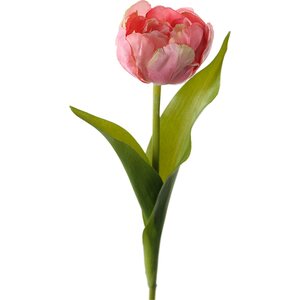 Mr. Plant tulppaani