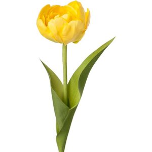 Mr. Plant tulppaani