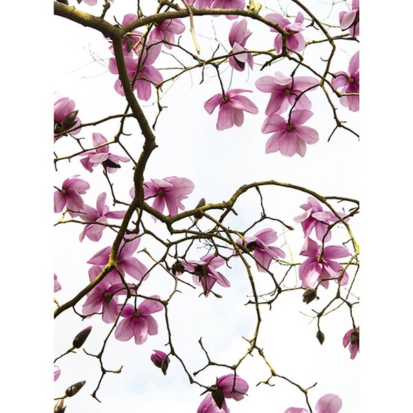 Sköna ting onnittelukortti kukkivan magnoliapuun kuvalla