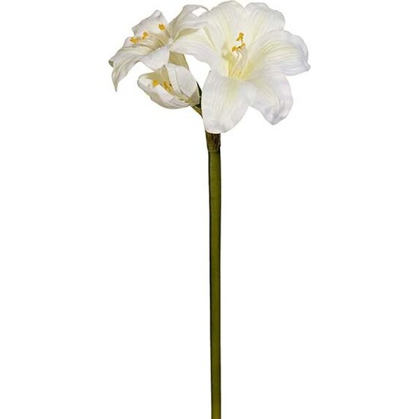 Mr. Plant valkoinen pieni amaryllis oksa