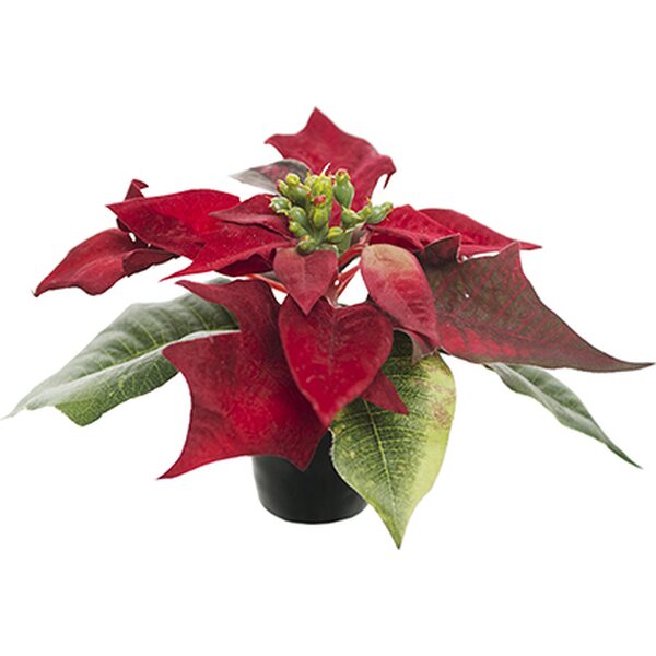 Mr. Plant wit poinsettia in a pot