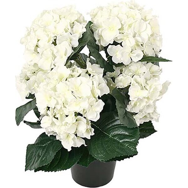 Mr. Plant blanc hortensia ruukussa