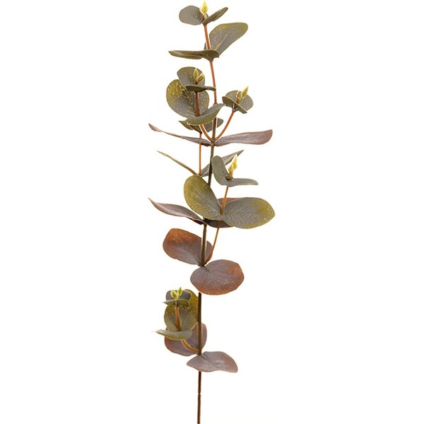 Mr. Plant Eucalyptus oksa