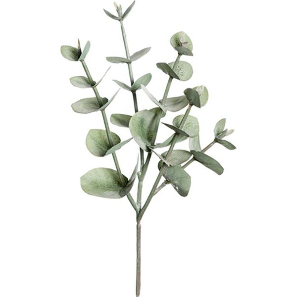 Mr. Plant Pieni eucalyptuksen oksa