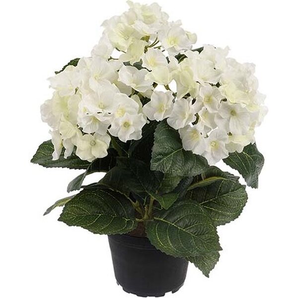 Mr. Plant bianco hortensia ruukussa