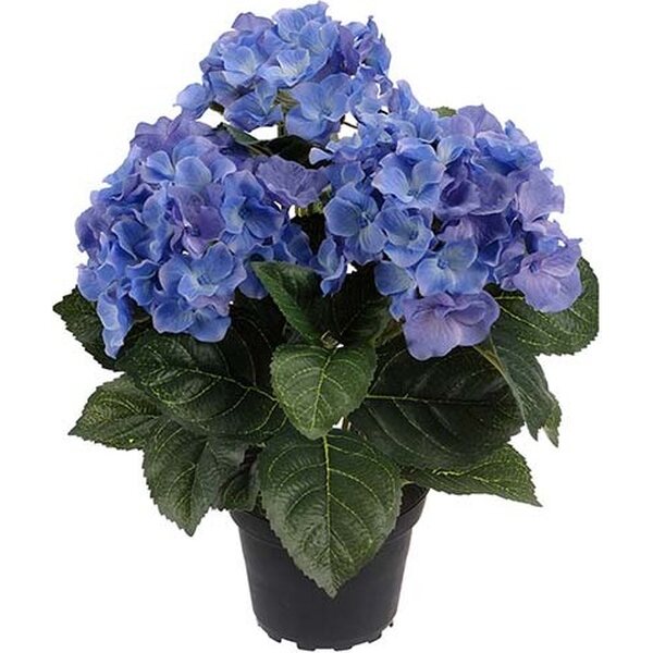 Mr. Plant sinine hortensia ruukussa