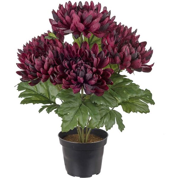 Mr. Plant Dark Red krysanteemi ruukussa