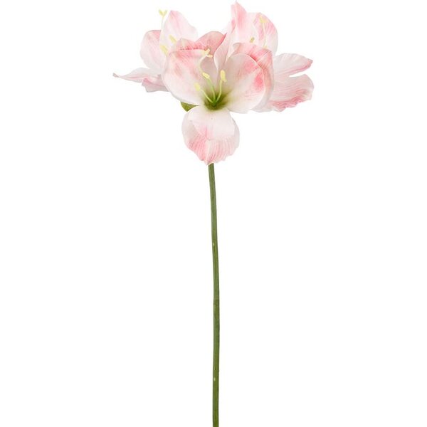 Mr. Plant vit /rosa amaryllis oksa