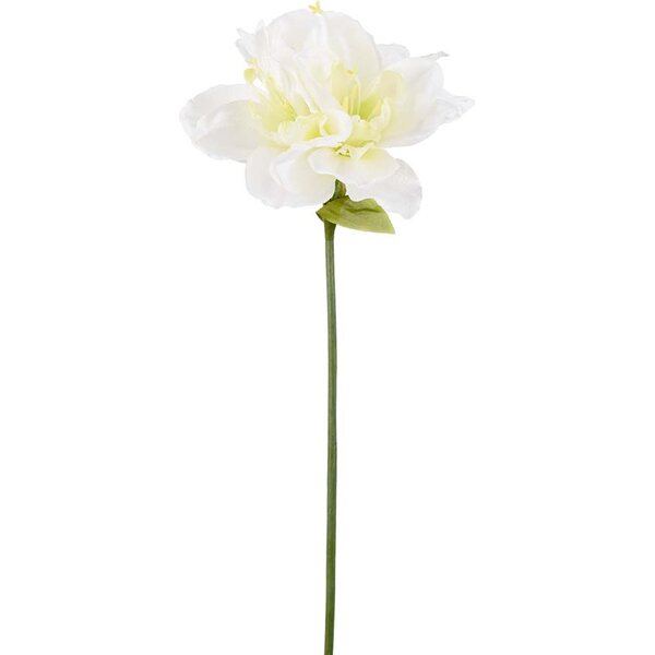 Mr. Plant white amaryllis oksa