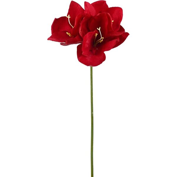 Mr. Plant rød amaryllis oksa