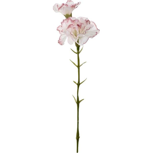 Mr. Plant valkoinen neilikka vaaleanpunaisella reunalla