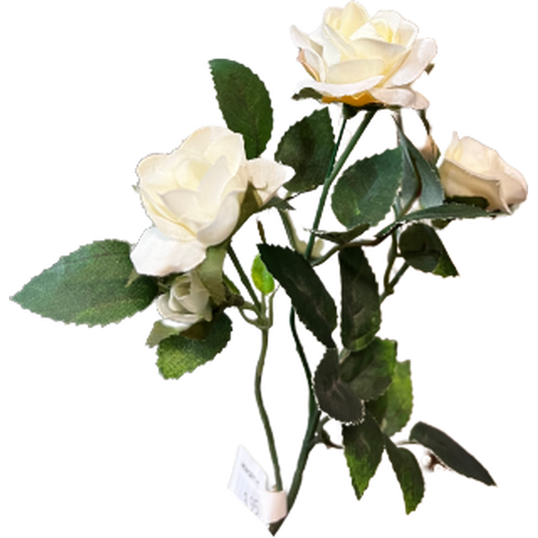 Mr. Plant valkoinen ruusuoksa
