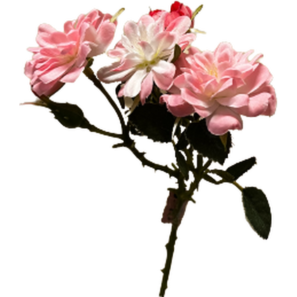 Mr. Plant vaaleanpunainen pieni ruusuoksa