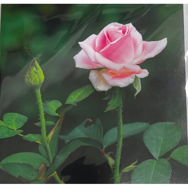 Sköna ting postikortti ja kuori rosa ruusu