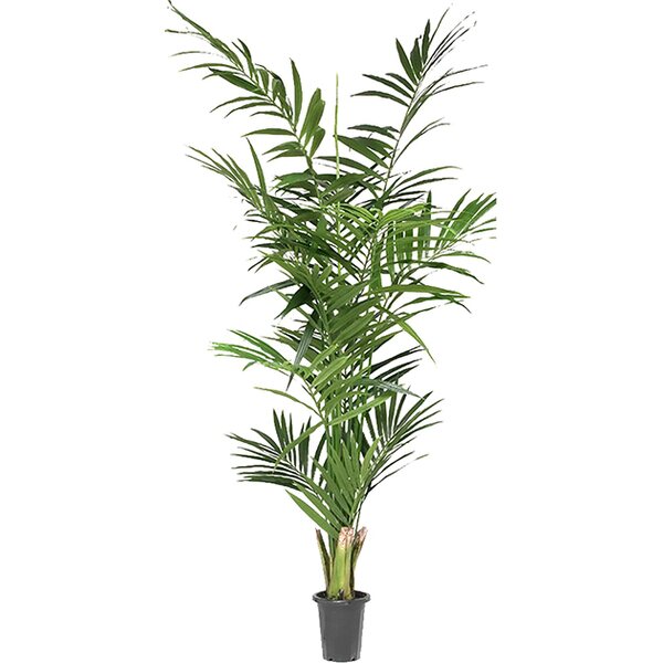 Mr. Plant Vuoripalmu, 210 cm