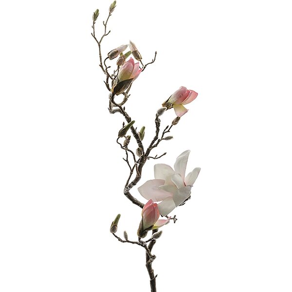 Mr. Plant vaalea 長い magnolia oksa